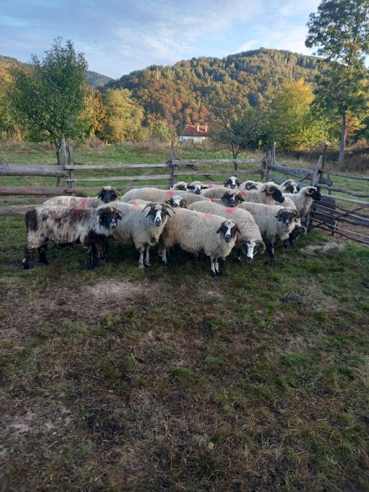De vanzare oii pentru detali sunati