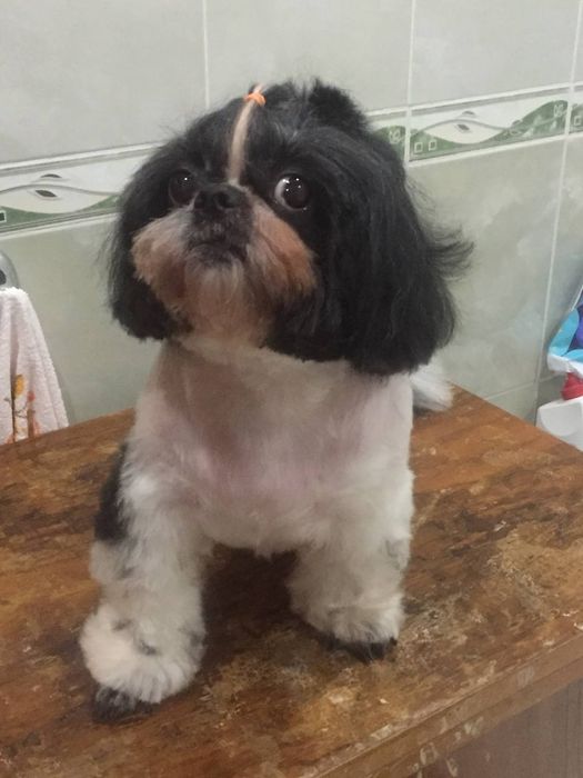 Стрижка мелких пород собак,грумер на дому