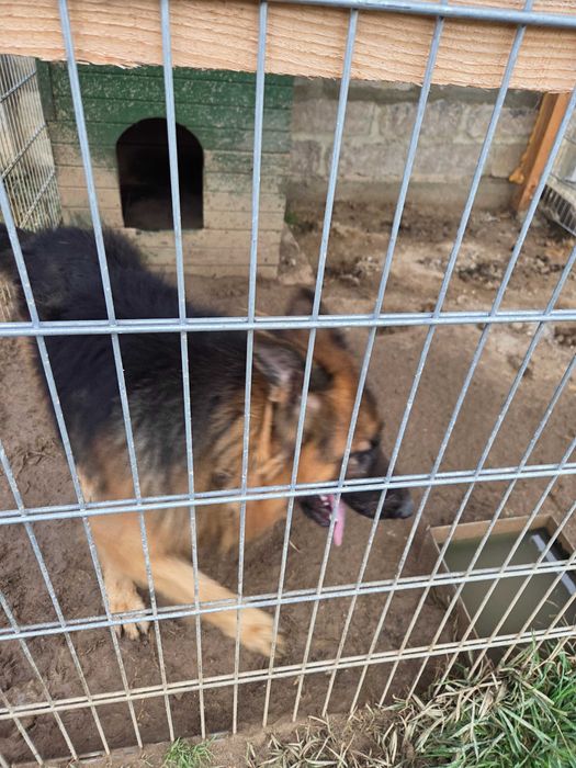 Продавам дългокосместа немска овчарка