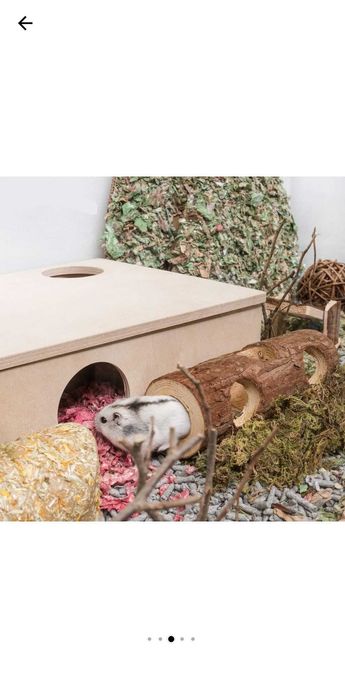 Accesorii +- Pui Hamsteri Rusesti (Siberieni), blanzi, NU musca