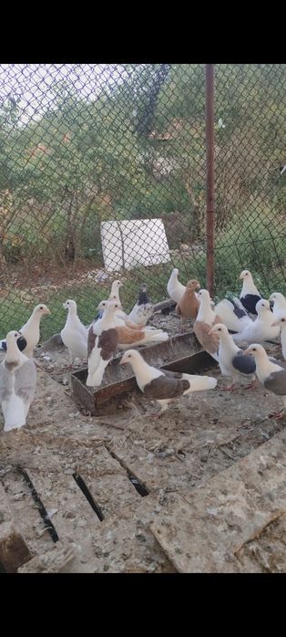 Voiajori căpăciți