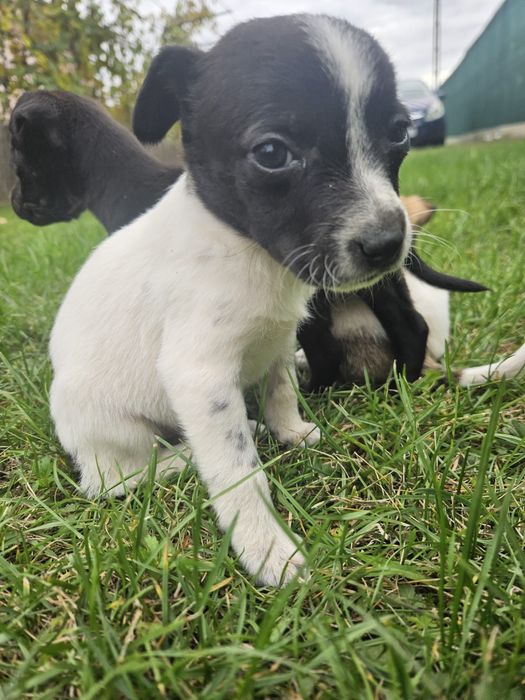 Donez 5 puiuti de caine