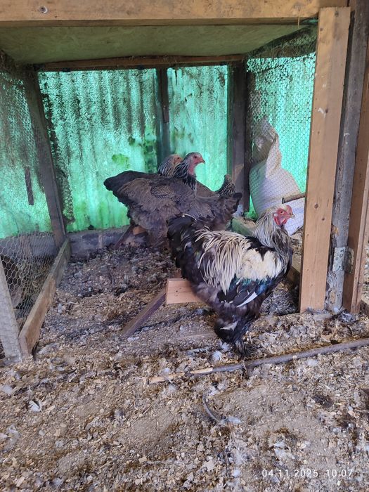 Brahma Herminat Închis