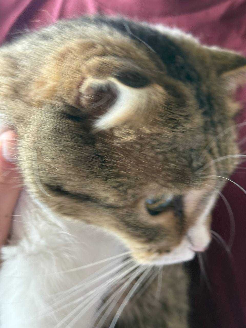 Кошка Скоттиш фолд