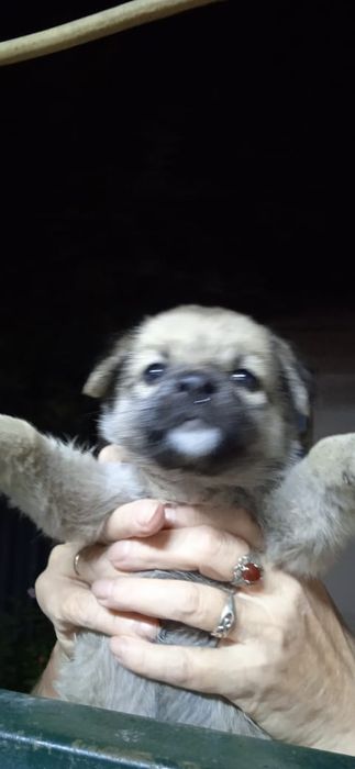 Отдам собаку щенка даром