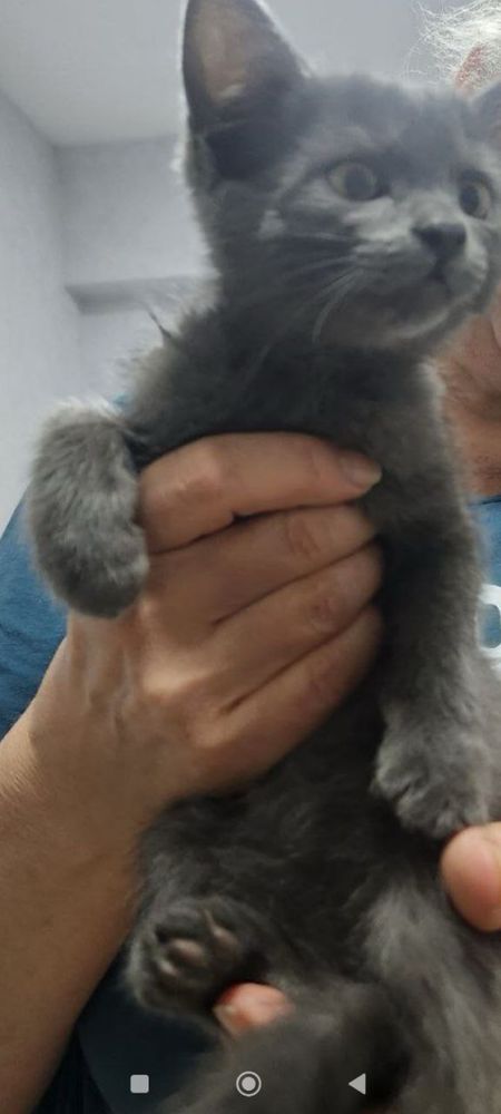Котенок девочка ласковая