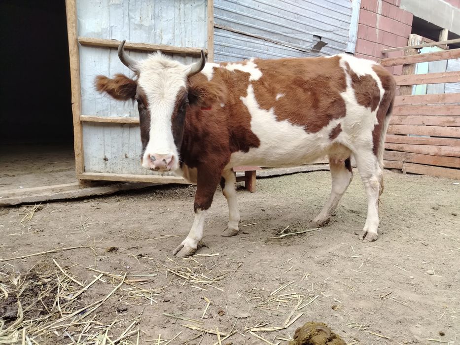 Сиыр сатылады Багасы 550000