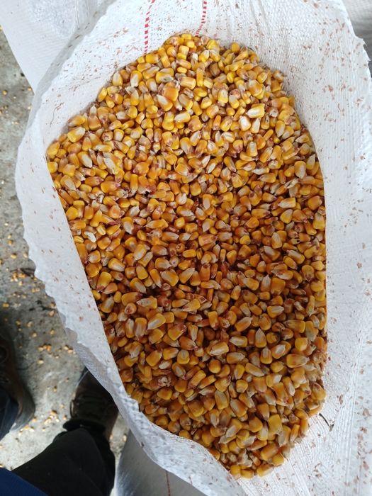 Vând porumb boabe uscat cu transport