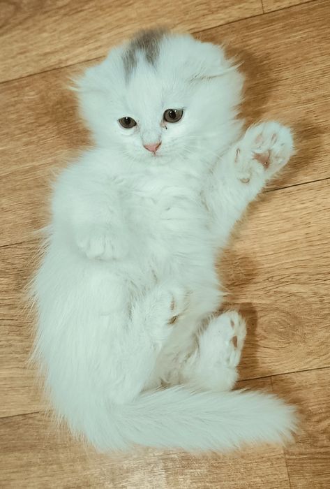 Продаются 1,5 месячные котят шотландской породы. Белая.