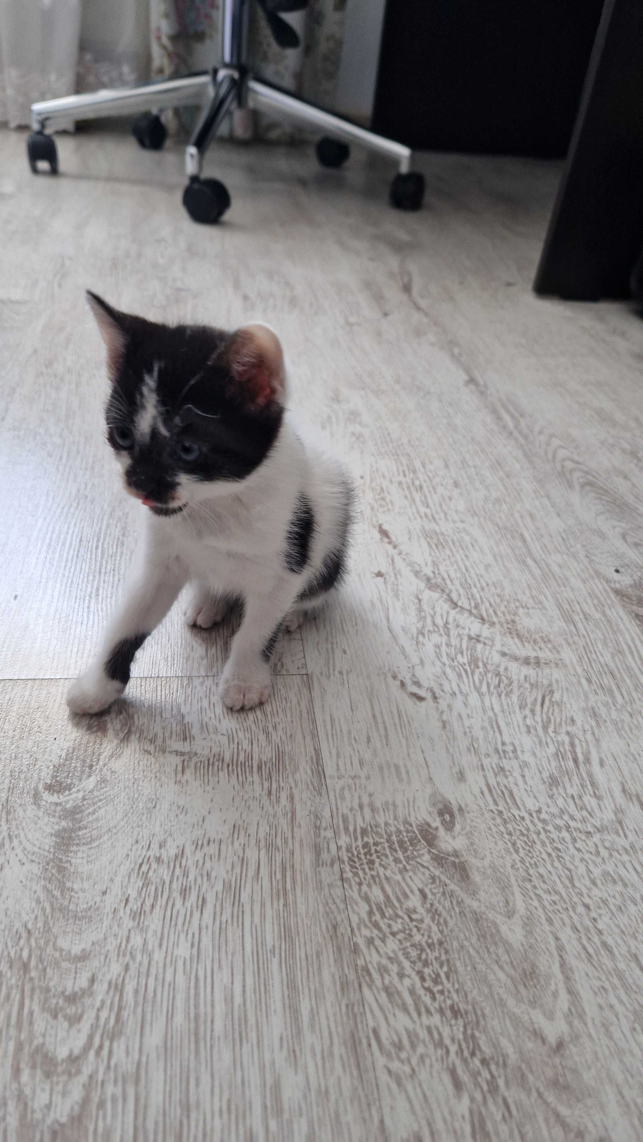 Ofer spre adoptie puiuti de pisica, 2 luni