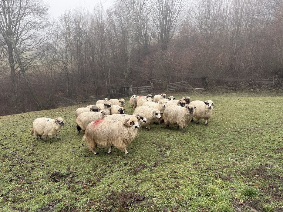 Vand 10-20 oi gestante