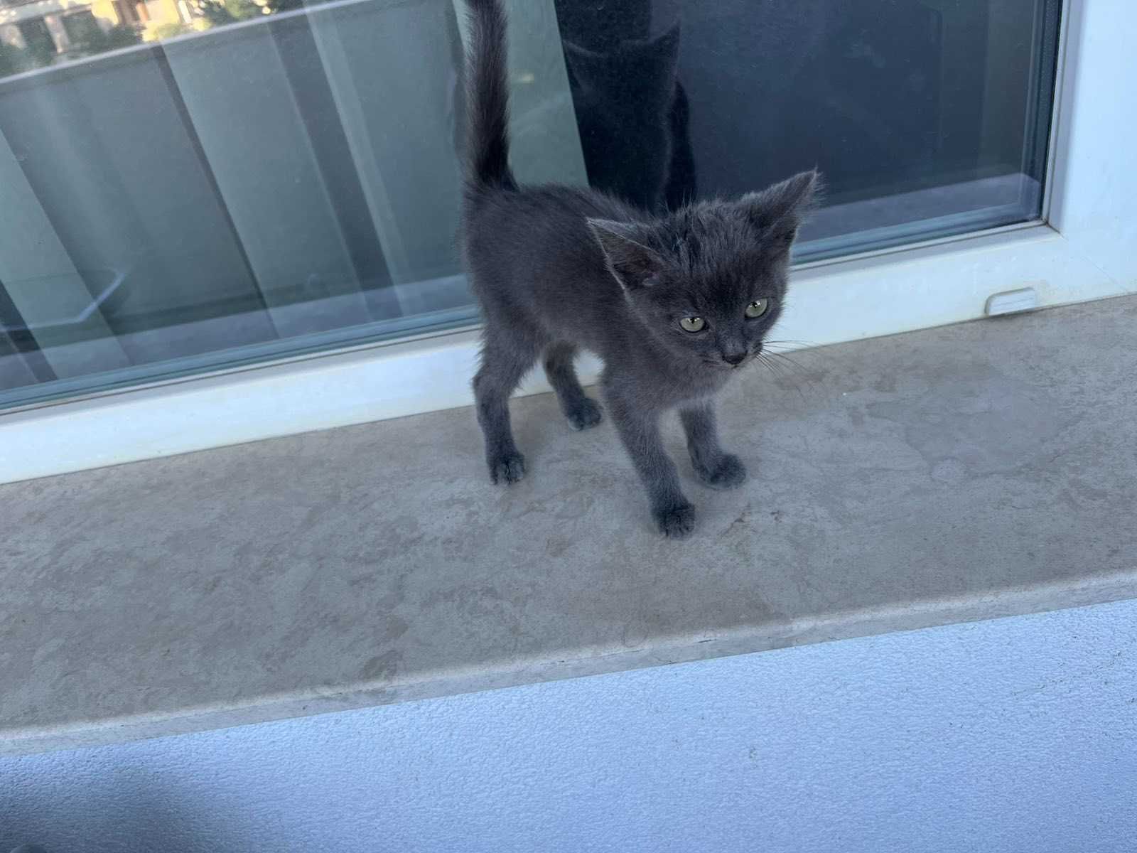 Спасено Коте търси дом