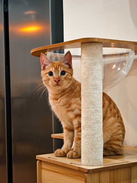 Отдам рыжего котенка в добрые руки