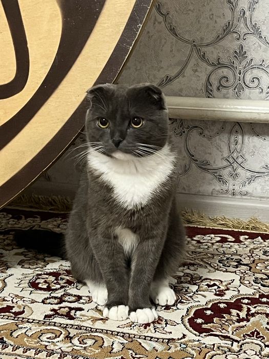 Отдаем в хорошие руки породистого кота