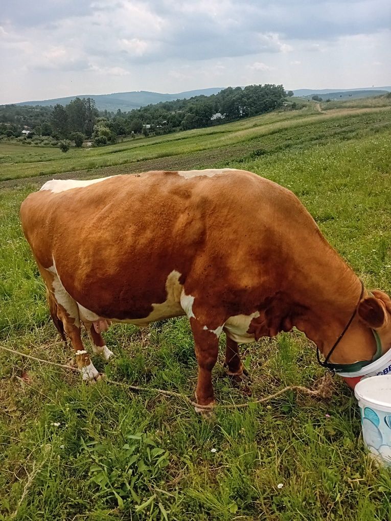 De vânzare doauă vacii