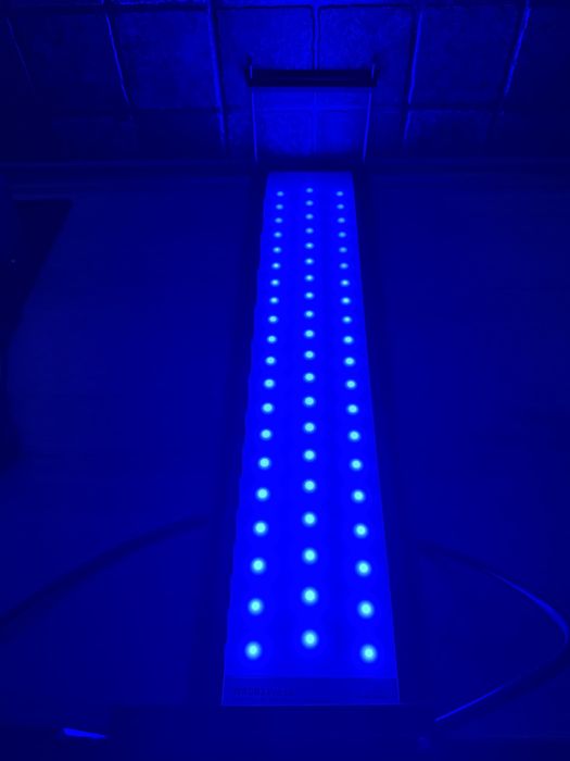 Lumina acvariu apa dulce WRGB2 pro 60