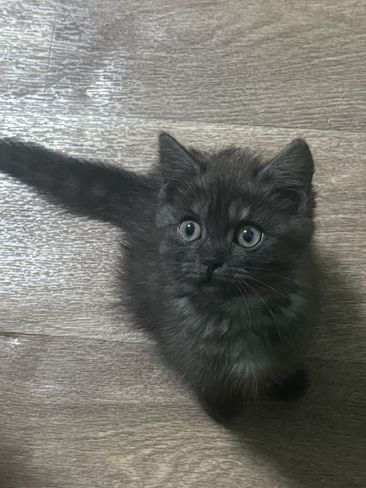 Отдам котят в хорошие руки