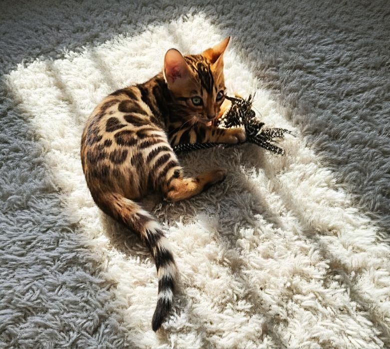 Bengalez  cu pedigree felisa