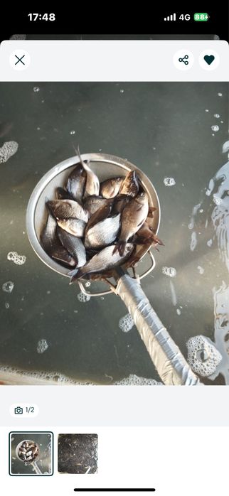 Живец карась кыска рыбалка балык сатам