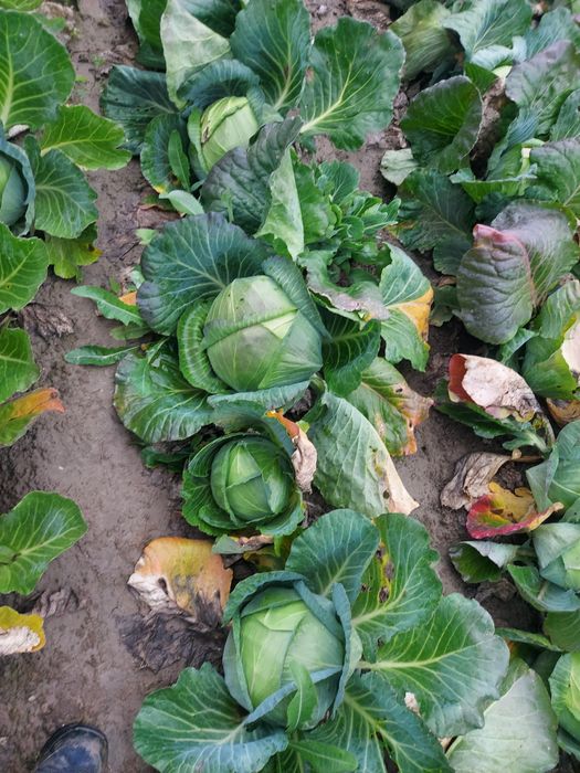 Vând varza cu frunza subțire