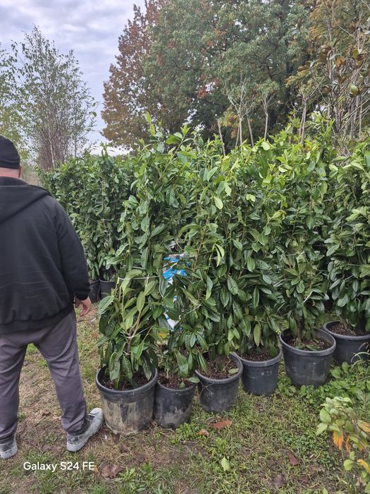 Laur englezesc  gard viu