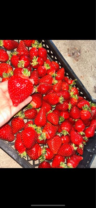 Продавам разсад ягоди