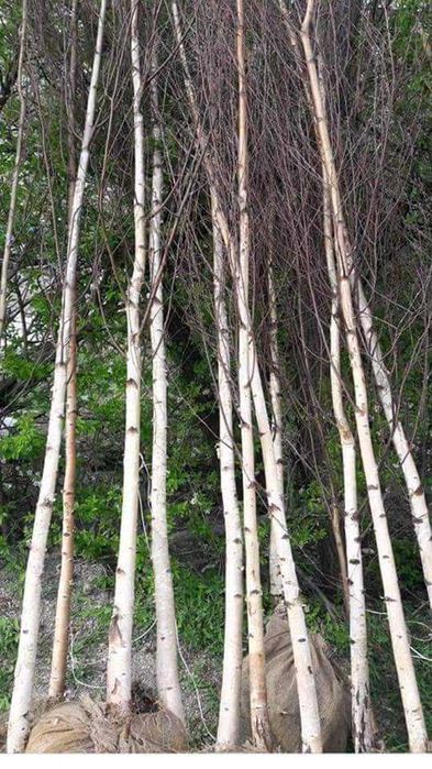 Vând plante ornamentale avem tuia, brazi, mesteacăn