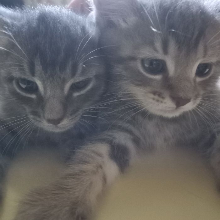 Породистые котята мальчики 1,5 мес