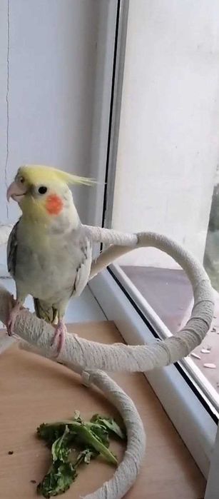 Прадаётся папугай говарший корилла