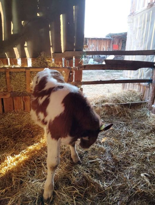 Vând un vițel bălțat