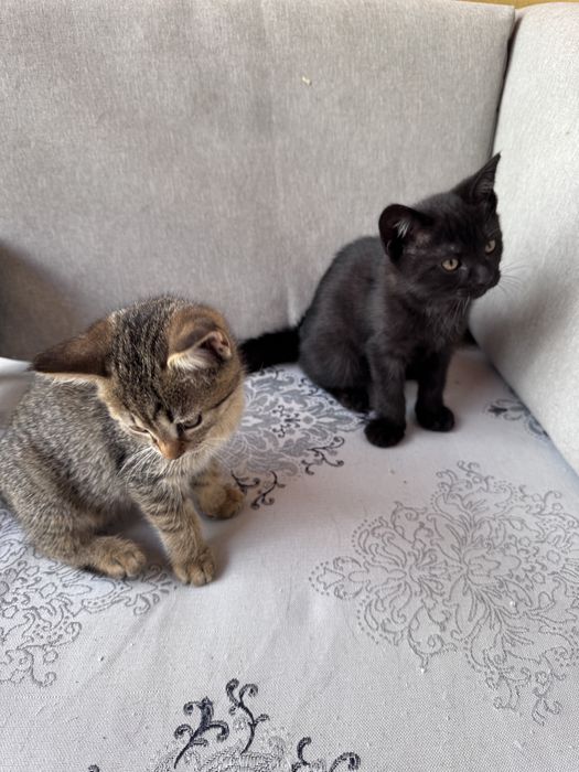 Donez pui de pisica din mama British shorhair