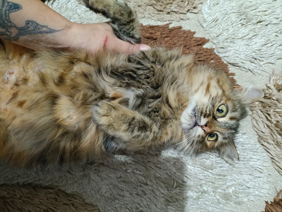 Кошка ищет дом и добрых хозяев