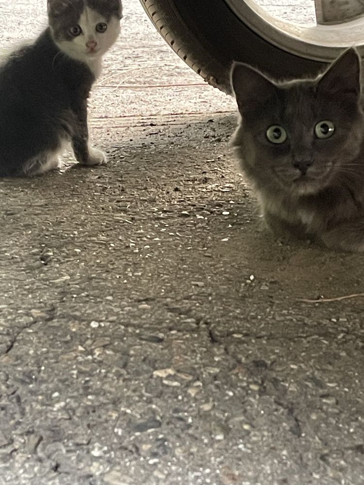 Котята ищут дом !