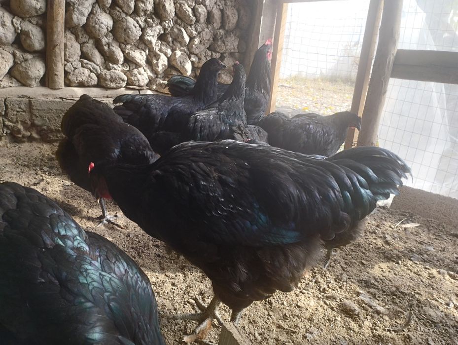 Jersiy gigantlar sotiladi 5 oylik