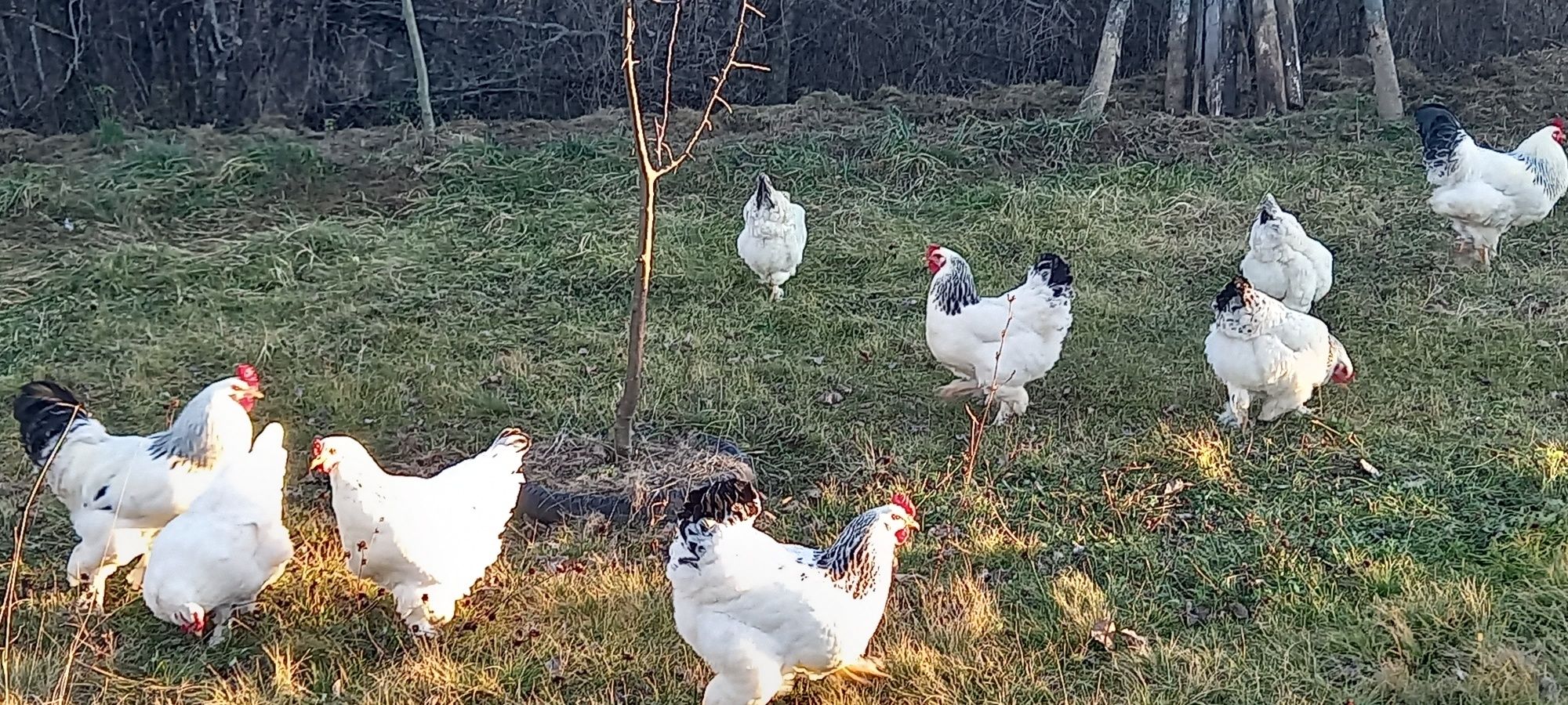 Oua Gaini rasă brahma