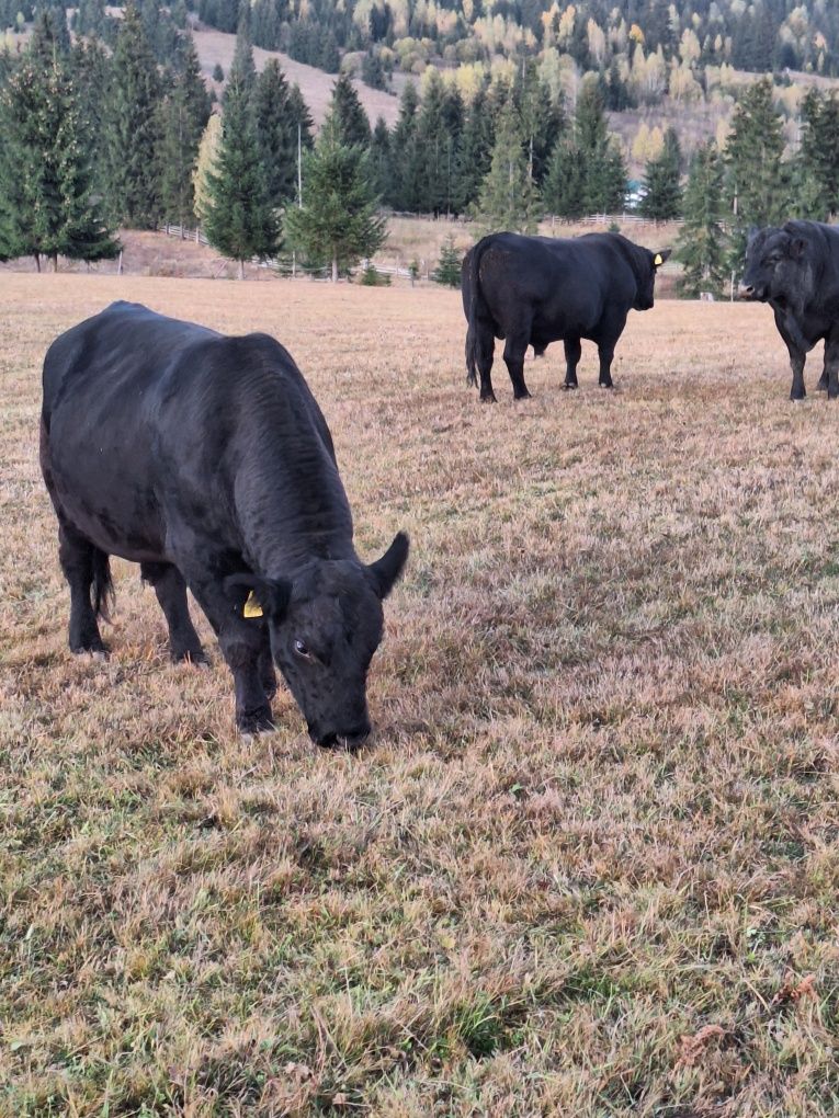 Taurasi Angus de vanzare