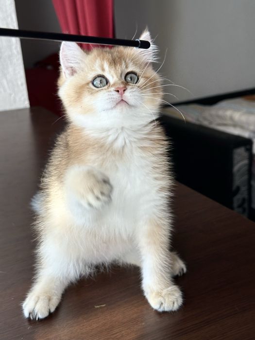 Baietel british shorthair golden superb ! Certificat pedigree !