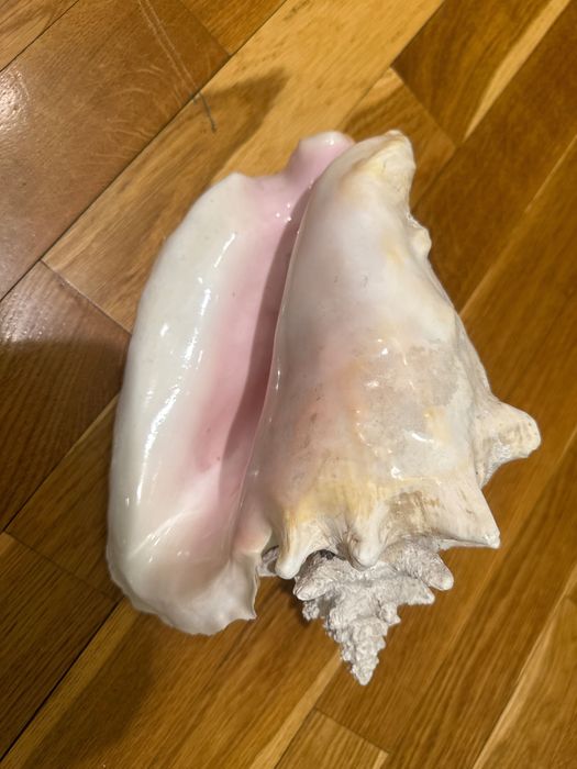 Продаю морскую ракушку