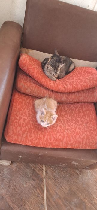Отдам котят в добрые руки