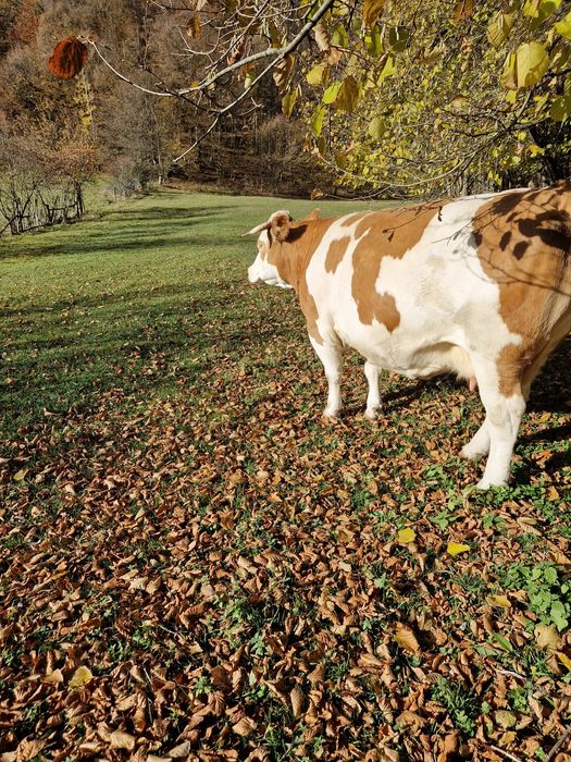 Vind vaca gestanta in virsta de 5 ani!