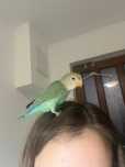 pui papagal agapornis