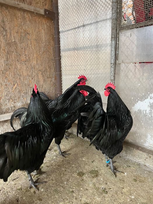 Cocoși australorp negru 2025