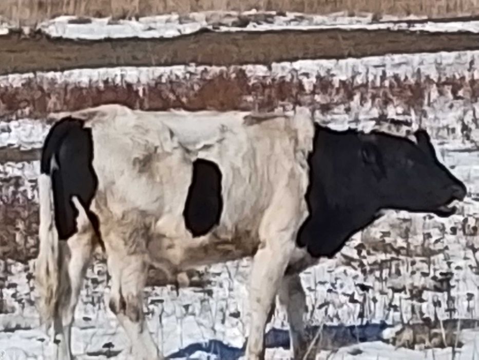 Продам или обмен бычка 1.5