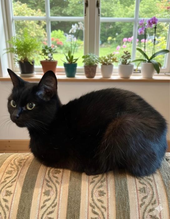 Кошка молодая стерилизованная