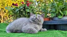 British shorthair  blue  femela.