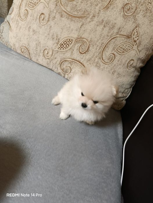 Продавам пумерани