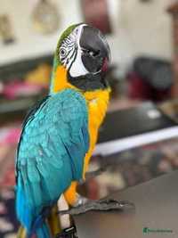 Papagalii Macaw disponibili acum