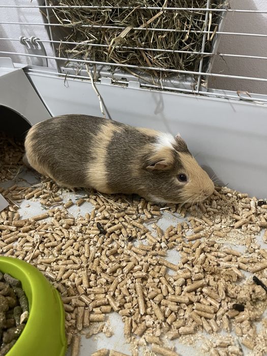 Vand URGENT Porcusor de Guinea