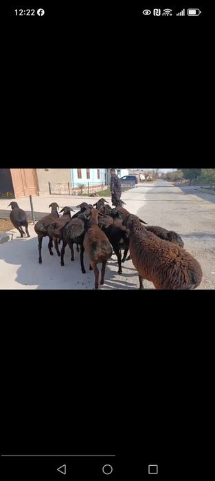 Yetuk bog'ozlar sotiladi