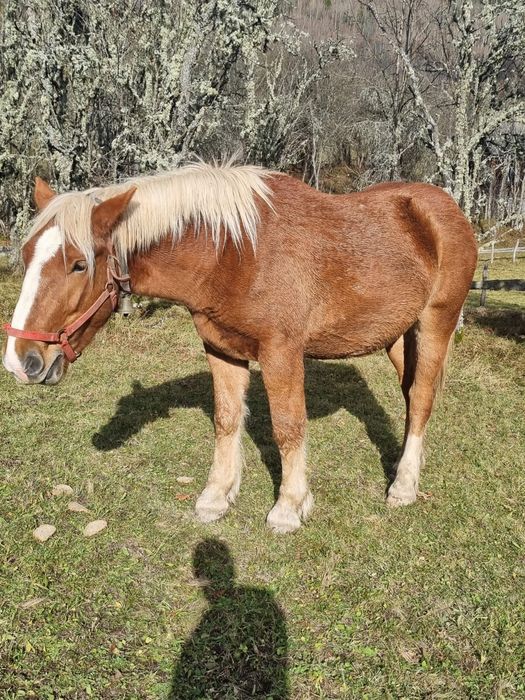 Manza de 2 ani jumătate